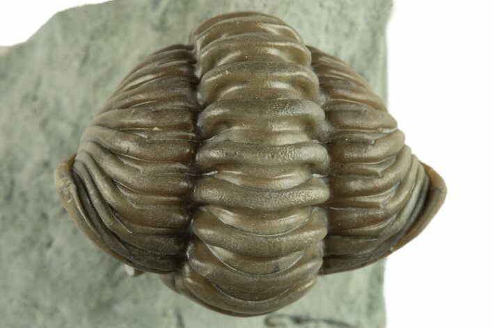 Wide, Enrolled Flexicalymene Trilobite - Indiana #270422